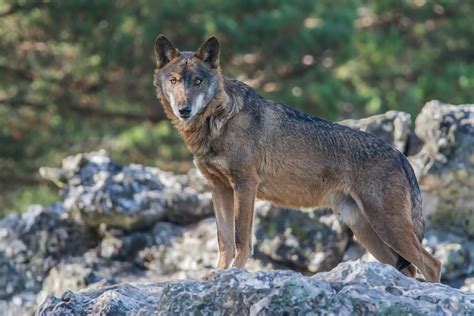 27 Wonderful Types Of Wolves Facts Photos And More Outforia