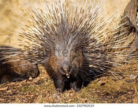 Porcupine Teeth Photos, Images & Pictures | Shutterstock