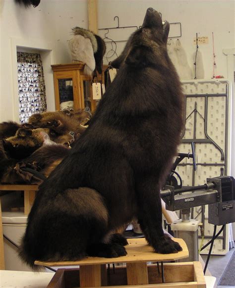 Black Wolf - Alaska Precision Taxidermy