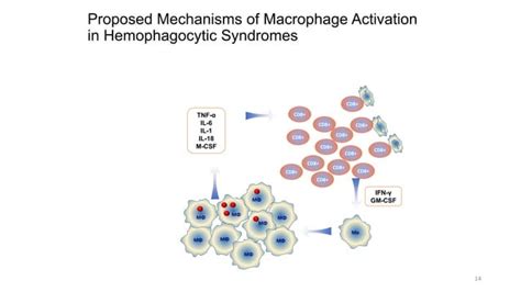 Macrophage Activation Syndrome In Sjia Alexei Grom