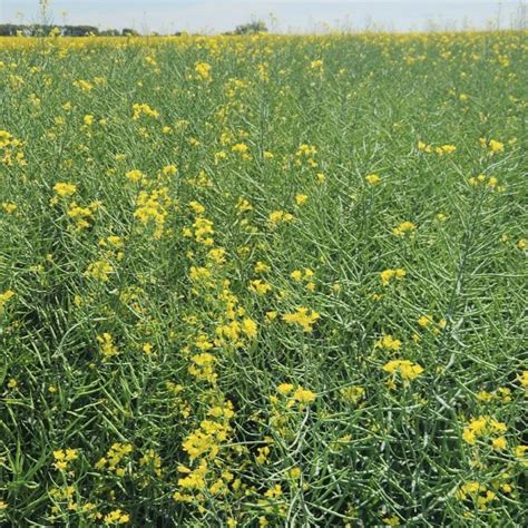 New Canola Hybrids For Grainews