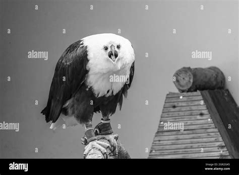 Greyscale Of A Bald Eagle Stock Photo Alamy