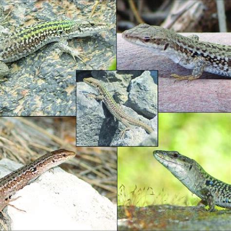 Typical Color Pattern Phenotypes Of The Italian Wall Lizard Podarcis