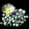 Fenestraria Aurantiaca Baby Toes Seeds Sunnyplants