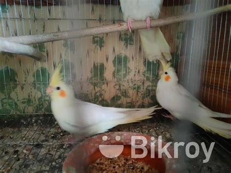 Cockatiel Birds For Sell For Sale In Narayanganj Bikroy