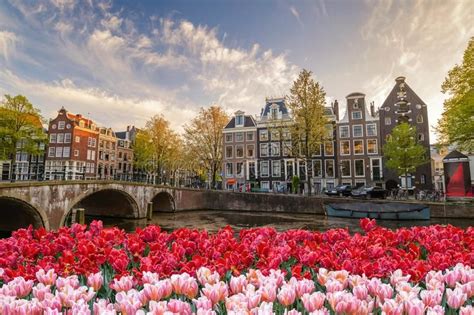 Amsterdam Spring Tulip Flower, Netherlands Stock Photo - Image of ...