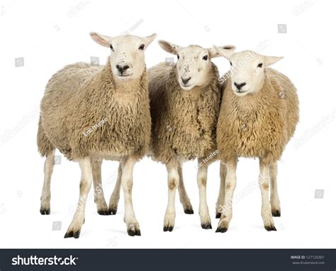 7,541 3 Sheep Images, Stock Photos & Vectors | Shutterstock