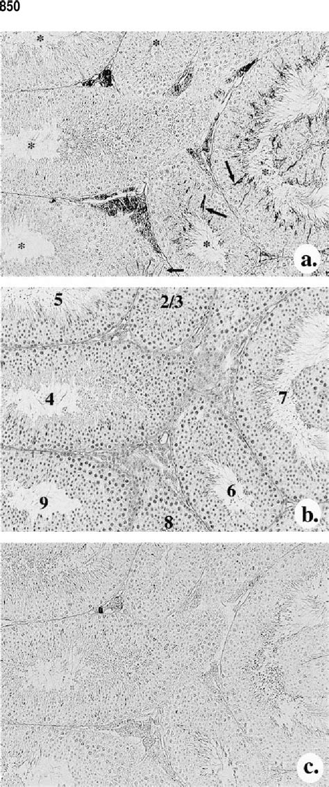 Figure 1 From Stage And Region Specific Localization Of Lipocalin Type