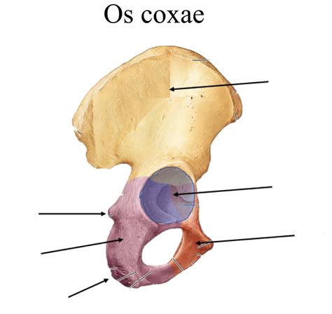 Os Coxae Labelling Diagram Quizlet