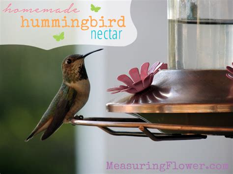 Homemade Hummingbird Nectar