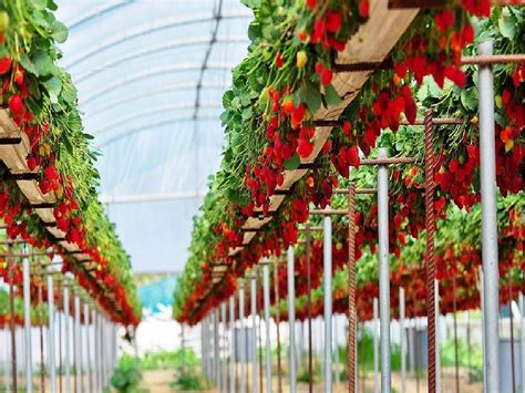 How To Grow Strawberries Vertically A Step By Step Guide