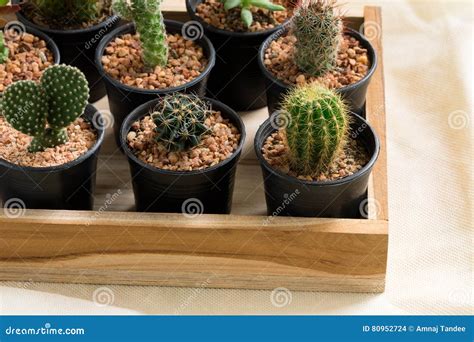 The Cactus In Pot On Wooden Box Stock Photo Image Of Tree Nature