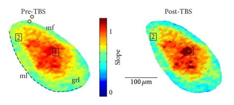 Activation Vectors Allow Mapping LTP And LTD A Vector Maps Of The