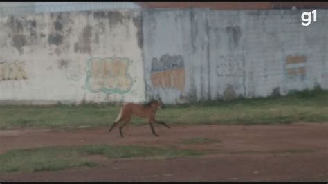 V Deo Lobo Guar Visto Pr Ximo Avenida Get Lio Vargas Em S O