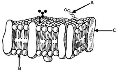 A Respeito Do Esquema Acima Que Representa Um Fragmento De Membrana