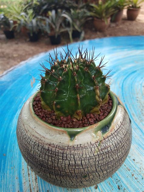 vivo 1716 sample photo - vb8hlNR1Gm - ExploreCams