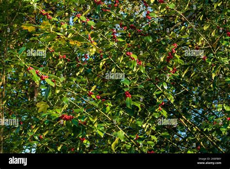 Stechpalme Ilex Mit Roten Beeren Im Winter Stock Photo Alamy