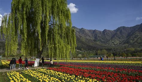 Ada Taman Tulip Terbesar Asia Di Srinagar Foto Liputan