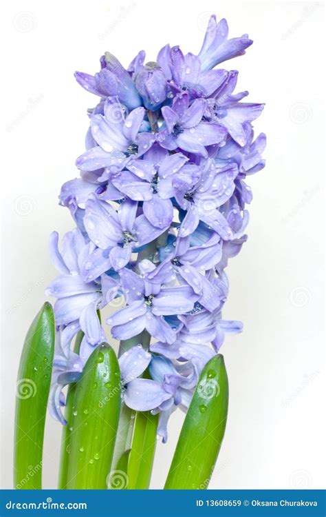 Blue Hyacinth Stock Image Image Of Flower Beauty Lavender 13608659