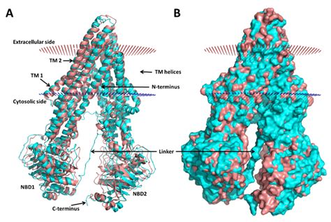 Homology Model 1 Of The Human P Glycoprotein P Gp Superimposed With A