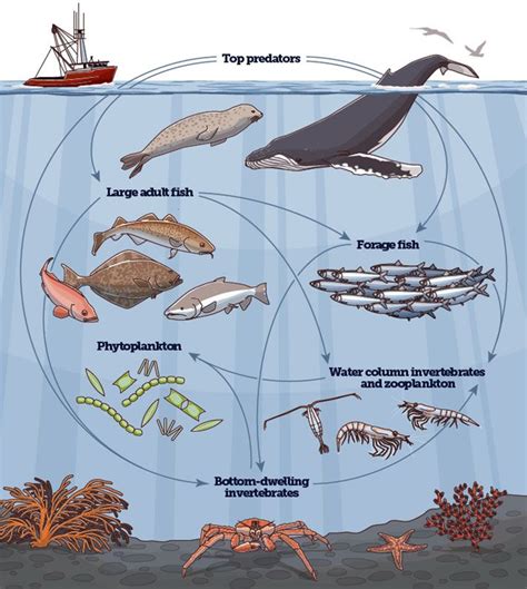 Killer Whale Food Web