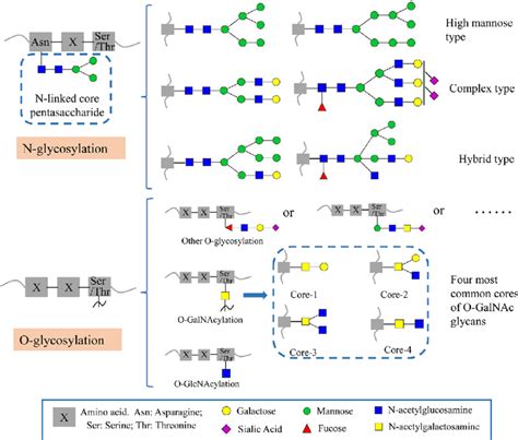 N-glycosylation types and O-glycosylation types of glycoproteins ...