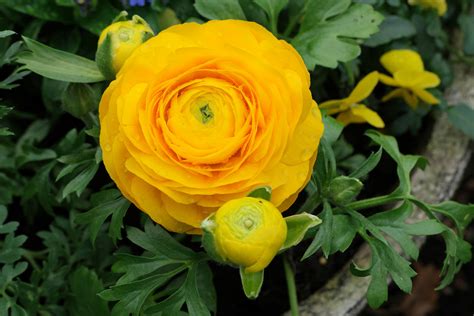 Ranunculus Asiaticus Cv