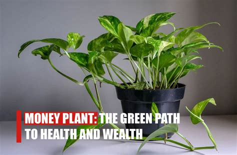 Money Plant The Green Path To Health And Wealth Urbantimes