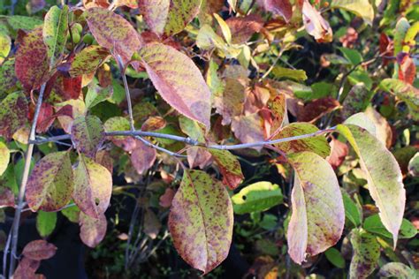 Nannyberry Fall Colour 2 Ontario Native Plant Nursery Container