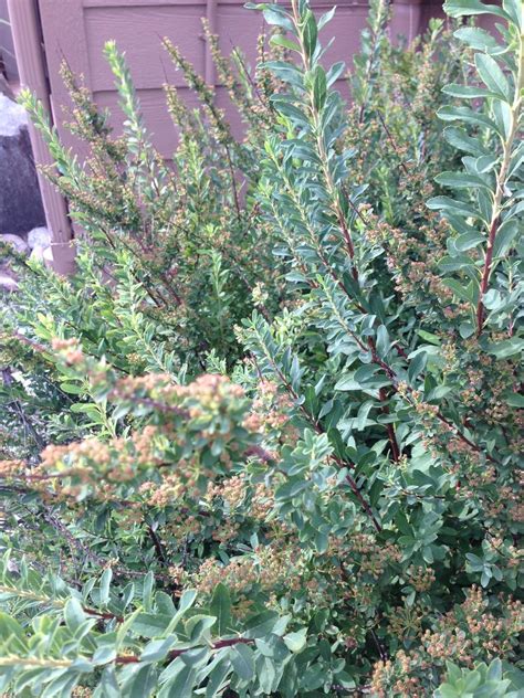 Garden Shrubs Evergreen Identification - Okejely Garden Plant