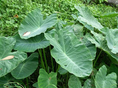 Cultural Significance Of Colocasia Symbolism Medicine And Traditions