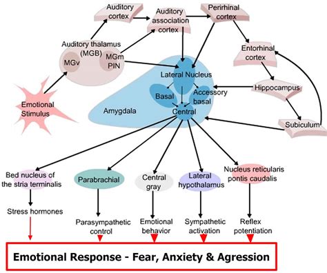 Amygdala Function Location And What Happens When Amygdala Is Damaged