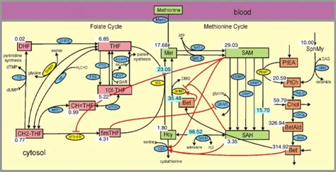 Sex Differences In Hepatic One Carbon Metabolism Bmc Systems Biology