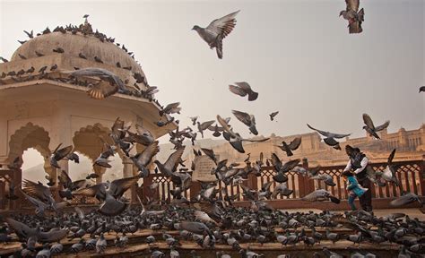 An Evening With Pigeons At Amber Fort Jaipur Musings Of A Wandering