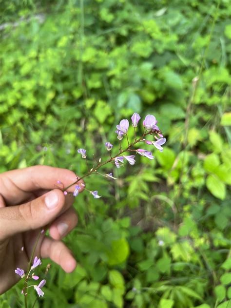 Naked Flowered Tick Trefoil In August By Brady O Brien Inaturalist