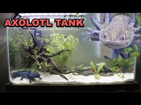 Axolotl Aquarium Setup