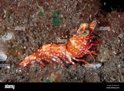 Humpback Prawn Metapenaeopsis Lamellata Adult Resting On Sand At