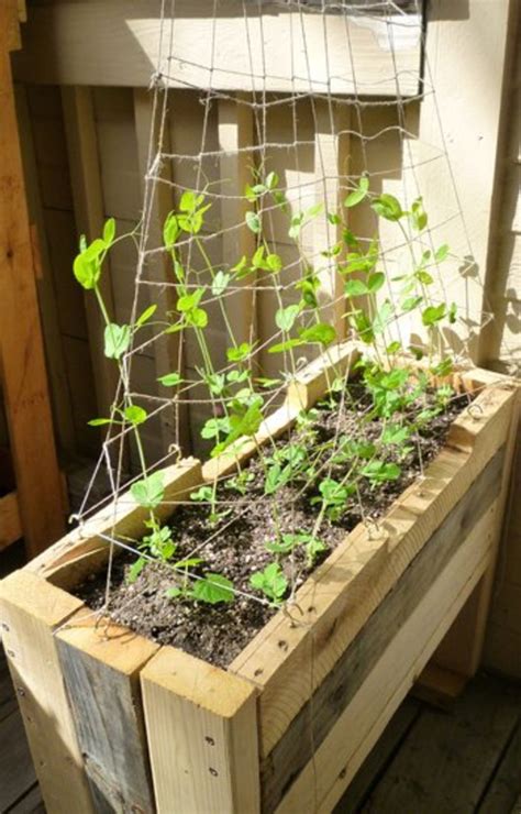 Growing Peas In A Planter