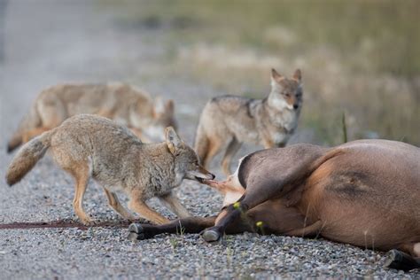 5 Reasons Why Deer Hunters Should Hunt Coyotes | HuntWise
