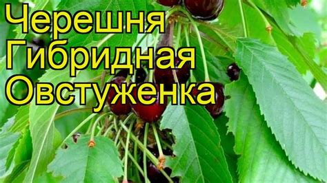 Черешня гибридная Овстуженка. Краткий обзор, описание характеристик ...