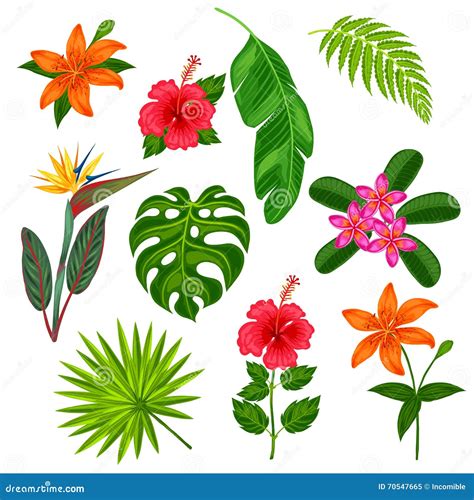 Ensemble De Plantes Tropicales De Feuilles Et De Fleurs Stylis Es