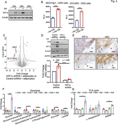 Adipocyte mediated HIF1α expression regulates glucose utilization in