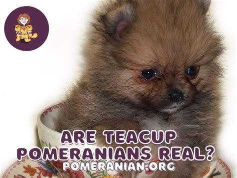 teacup pomeranian life expectancy - Amberly Mcclintock