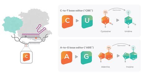 Base Editing | Beam Therapeutics