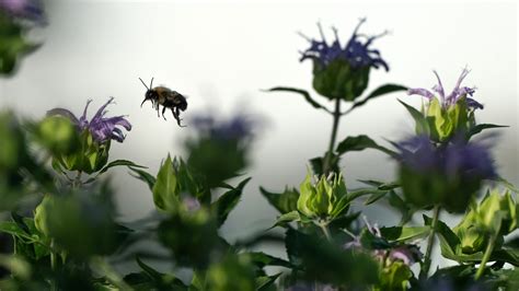 The high pollen count in atlanta is actually caused by these trees 28