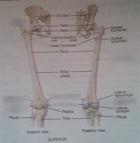 Femur and Articulations Diagram | Quizlet