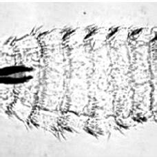 First Instar Larva Of The Sheep Nasal Botfly Oestrus Ovis