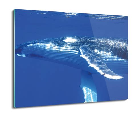 Szklana Splashback Ze Szk A Wieloryb Ocean X Artprintcave