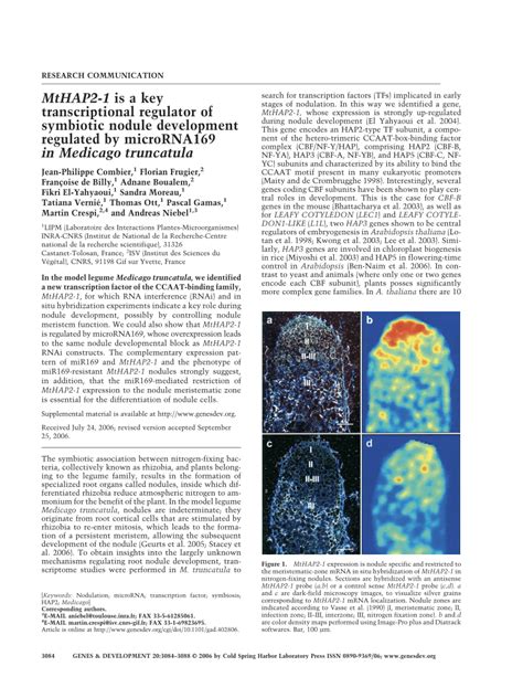 Pdf Mthap Is A Key Transcriptional Regulator Of Symbiotic Nodule