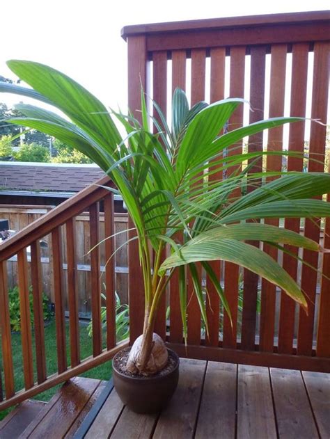 Coconut Palm Tree Exotic Indooroutdoor Tropical Specimen Etsy Potted Palm Trees Indoor